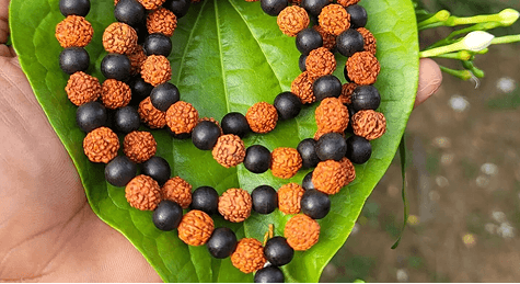 Rudraksha beads