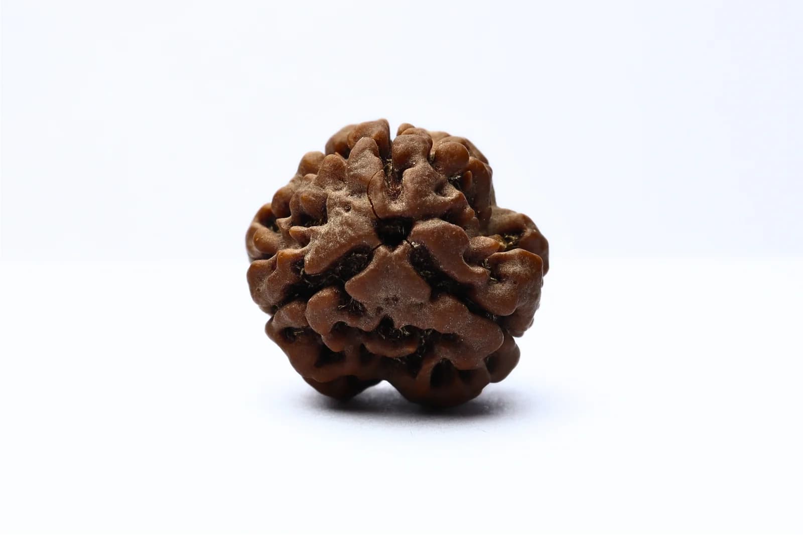 Rudraksha