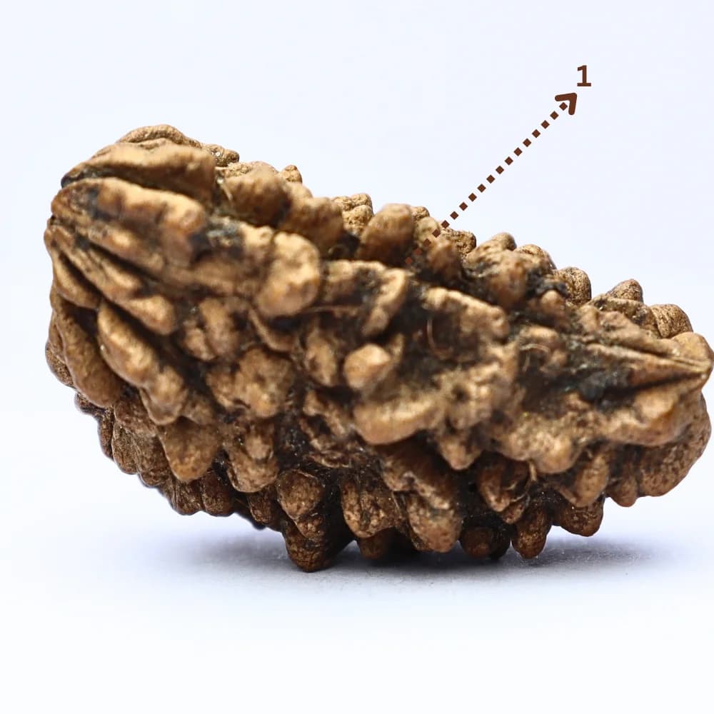 Step 3 — Mukhi & Structure Confirmation